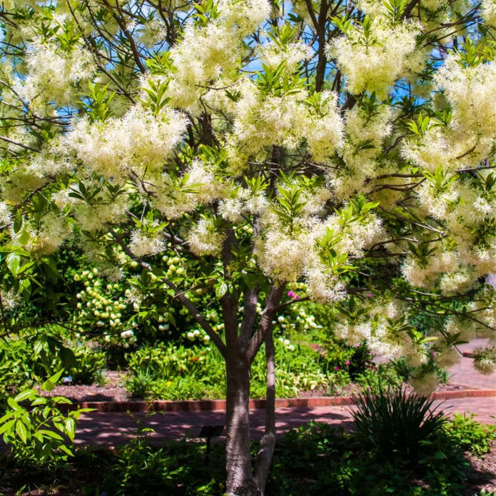 White Fringe Tree - A Better Place