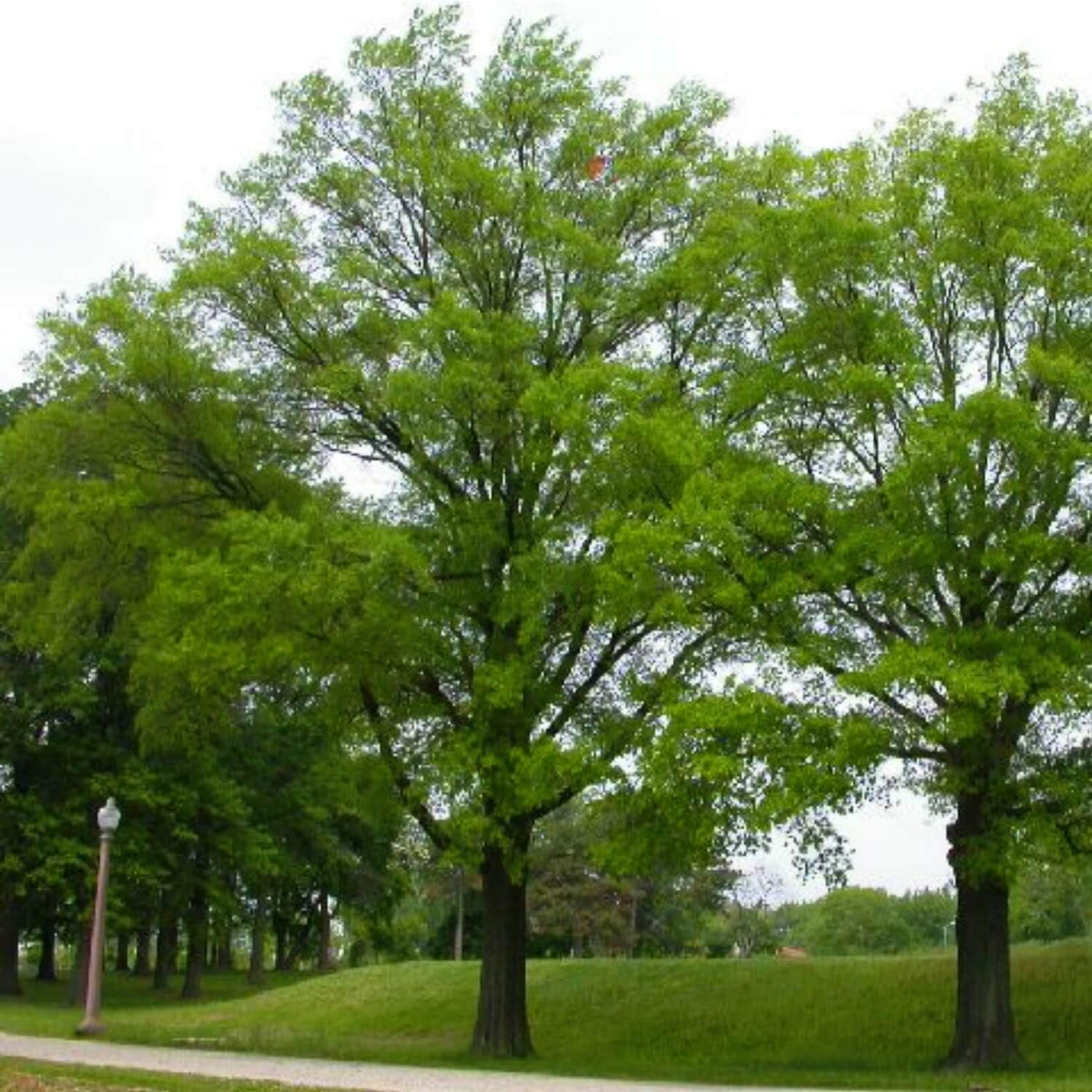 Willow Oak