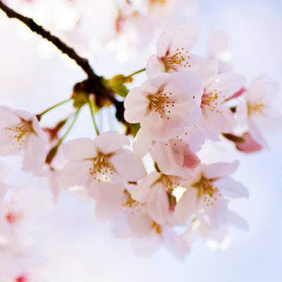 Japanese Flowering Cherry (Yoshino) - 5280