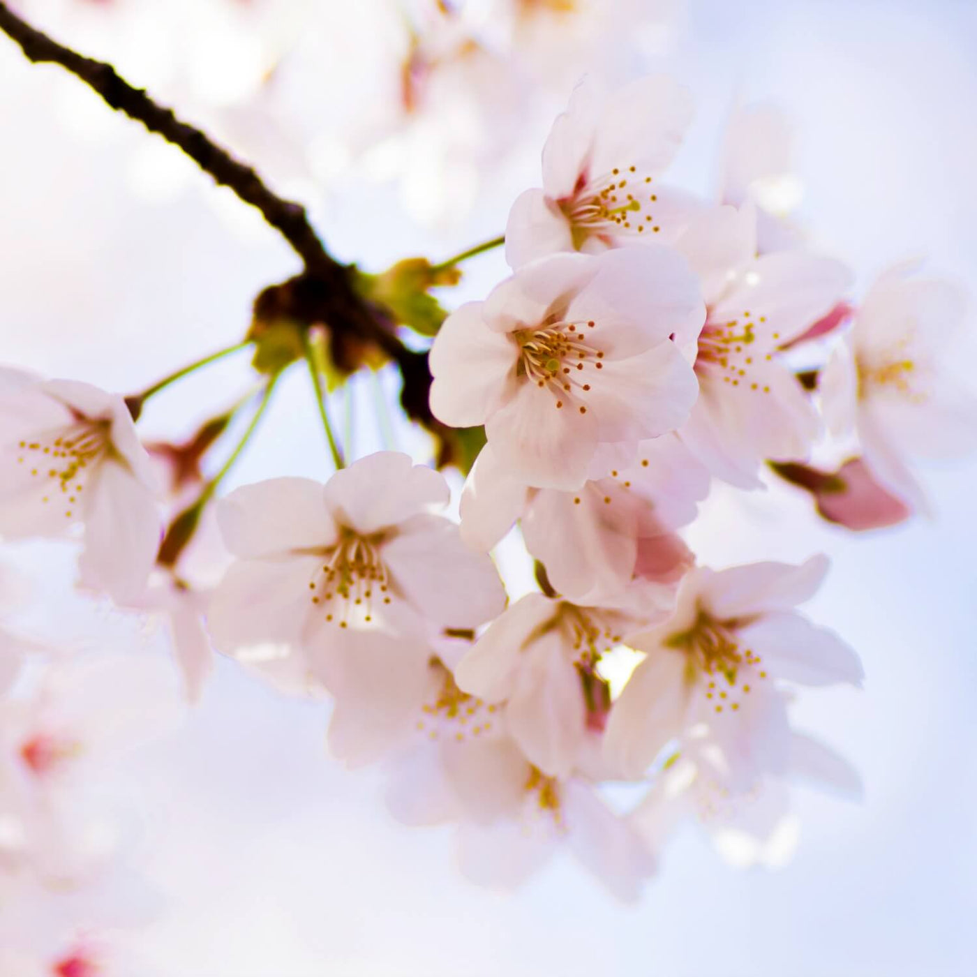 Japanese Flowering Cherry (Yoshino) - Heaven Bound