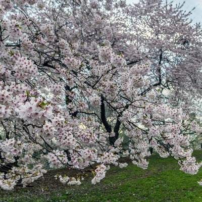 Japanese Flowering Cherry (Yoshino) - Birdsong