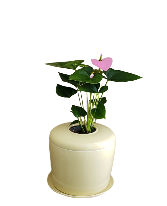 The Living Urn Indoors / Patio - Teraloom