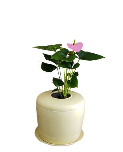 The Living Urn Indoors / Patio - Be a Tree Cremation