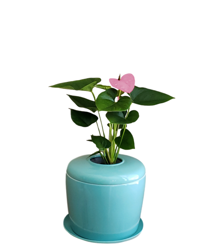 The Living Urn Indoors / Patio - Belk