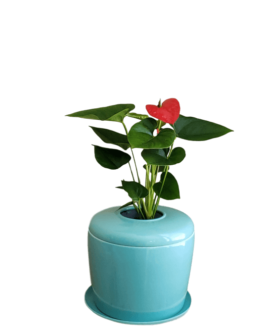 The Living Urn Indoors / Patio - Hyatt Ewald