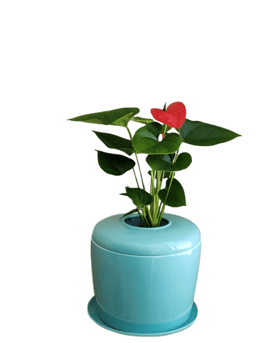 The Living Urn Indoors / Patio - Simple Pets