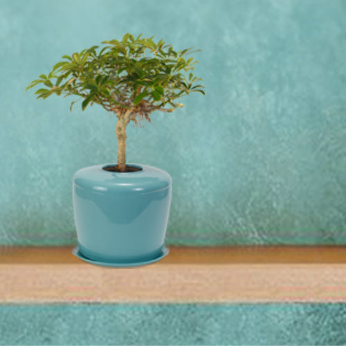 The Living Urn Indoors / Patio - Bunker