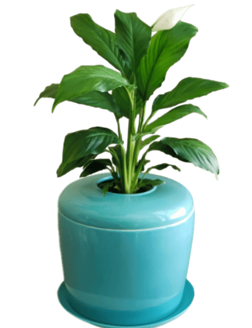 The Living Urn Indoors / Patio - Be a Tree Cremation