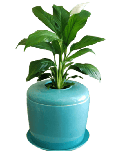 The Living Urn Indoors / Patio - Monarch