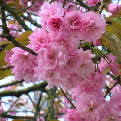 Japanese Flowering Cherry (Kwanzan) - Greenhaven