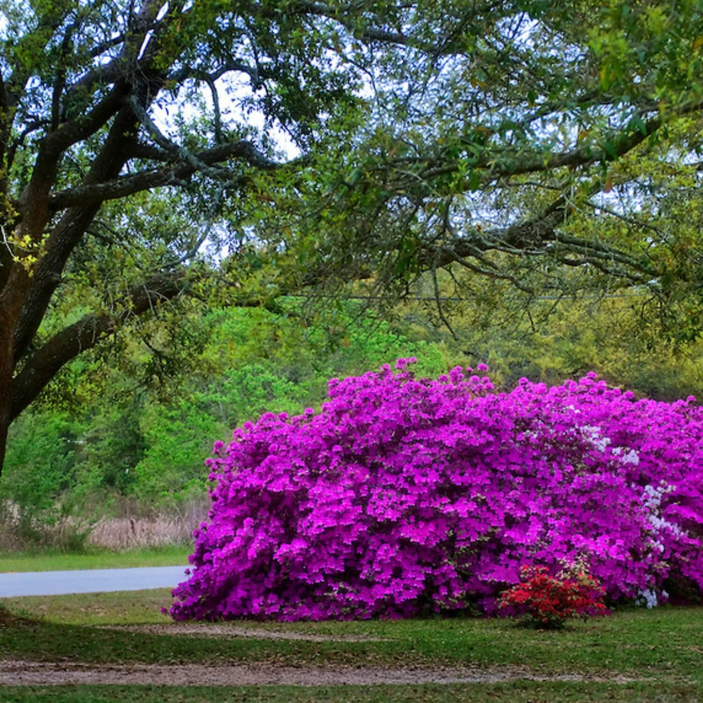 Formosa Azalea (Lavender) - Bunker