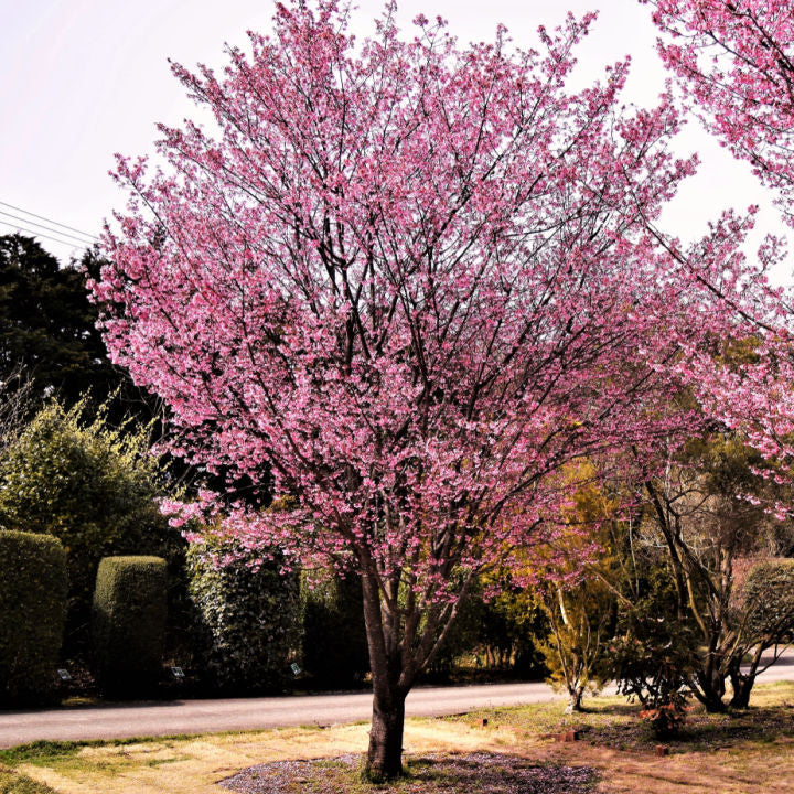 Okame Flowering Cherry - Front Range