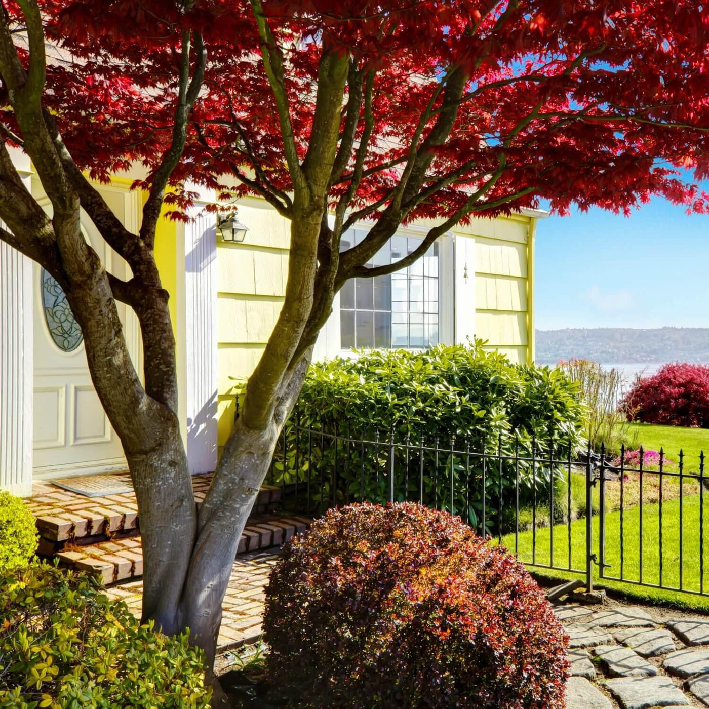 Red Maple - SereniCare