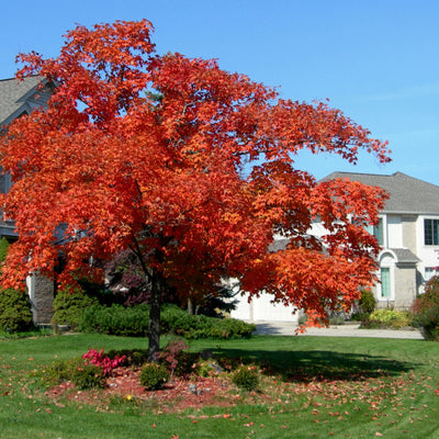 Red Maple - Front Range