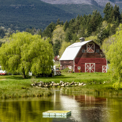 Weeping Willow - Belk