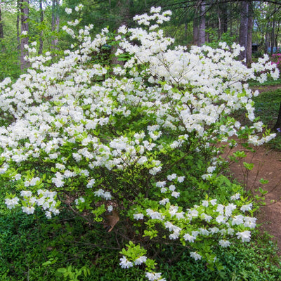 Formosa Azalea (White) - Eternal Peace