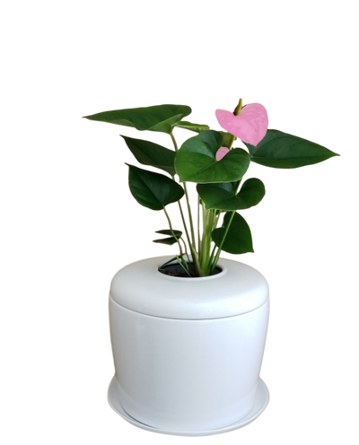 The Living Urn Indoors / Patio - Simple Pets