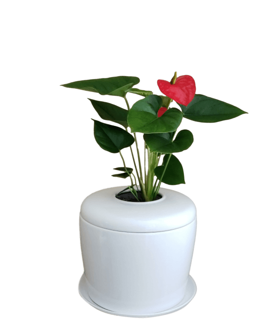 The Living Urn Indoors / Patio - Heaven Bound