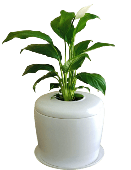 The Living Urn Indoors / Patio - Bunker