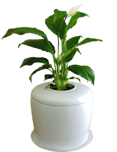 The Living Urn Indoors / Patio - Cremation Society