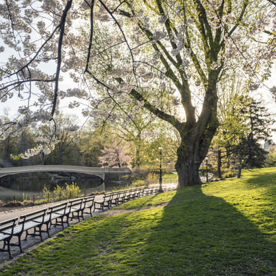 Japanese Flowering Cherry (Yoshino) - Birdsong